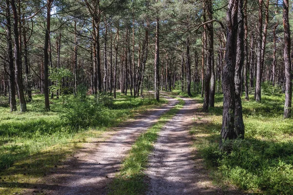 Δρόμος στο δάσος πάνω από τη Βαλτική Θάλασσα — Φωτογραφία Αρχείου