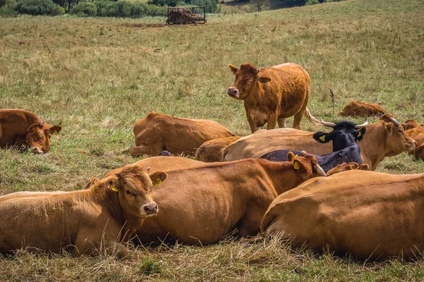 Kühe in Polen — Stockfoto