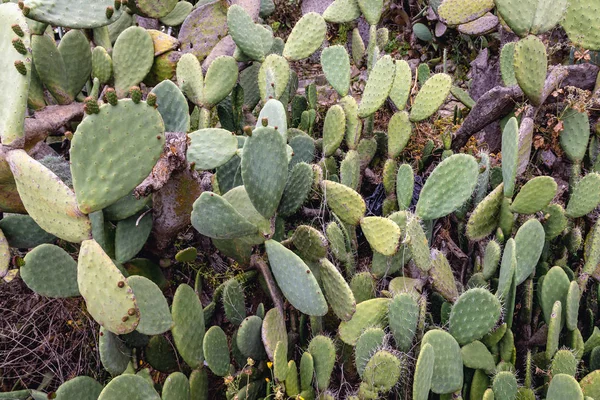 Opuntia sull'isola di Sicilia — Foto Stock