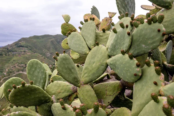 Opuntia na wyspie Sycylia — Zdjęcie stockowe