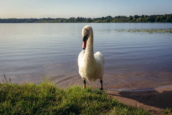 Labuť v Polsku — Stock fotografie