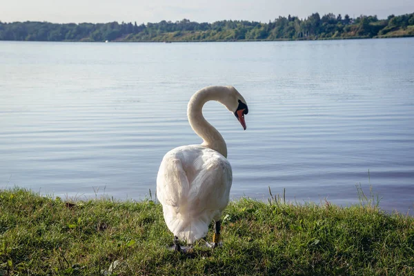 Лебеді в Польщі — стокове фото