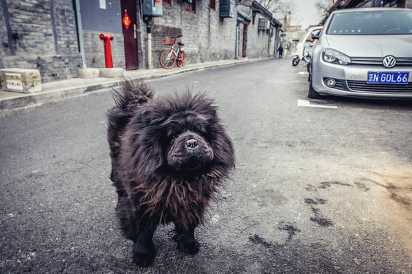 Perro en Beijing —  Fotos de Stock