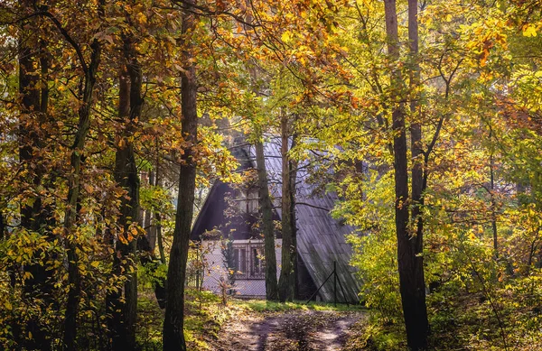 Forêt de Kampinos en Pologne — Photo