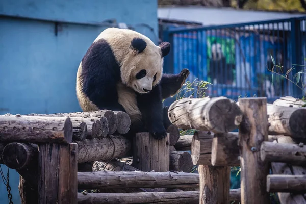 Panda in Peking — Stockfoto