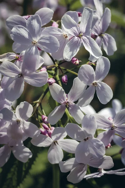 Vaste plant eerlijkheid bloemen — Stockfoto