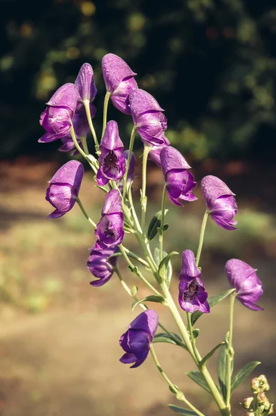 Monkshood plante dans le jardin — Photo