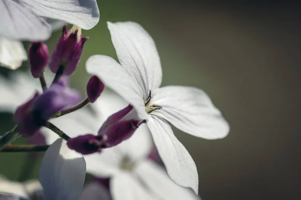 Perennial honesty flowers — Stock Photo, Image