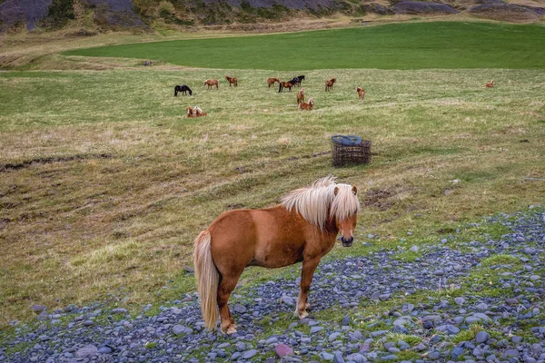 İzlanda 'da İzlanda atları — Stok fotoğraf