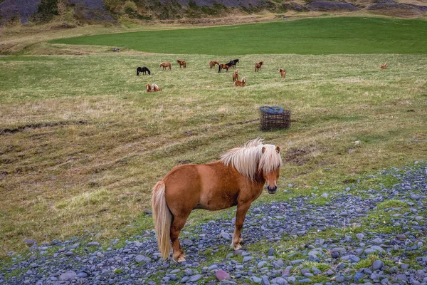 Chevaux islandais en Islande — Photo