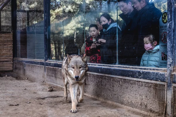 Zoo v Pekingu — Stock fotografie