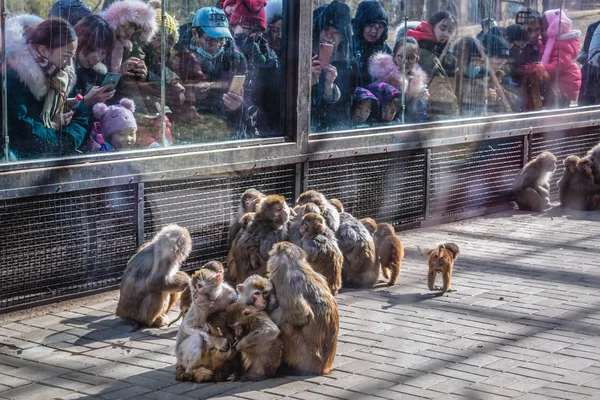 Zoo in Peking — Stockfoto