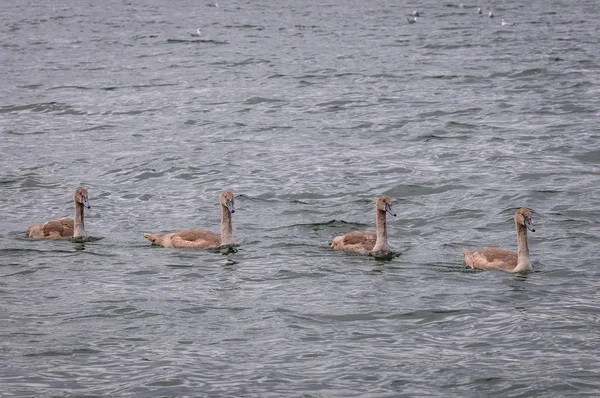 Cygnets in Poland — Stock Photo, Image