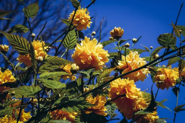 Japanese kerria in garden — Stock Photo, Image