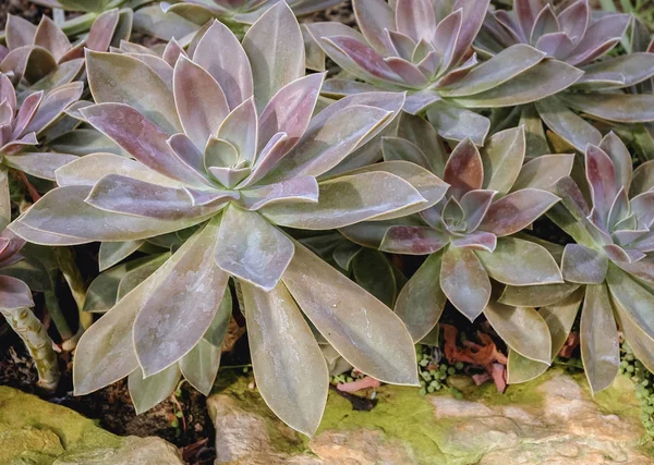 Echeveria a kertben — Stock Fotó