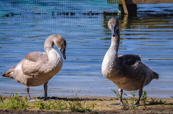 Cygnets в Польщі — стокове фото