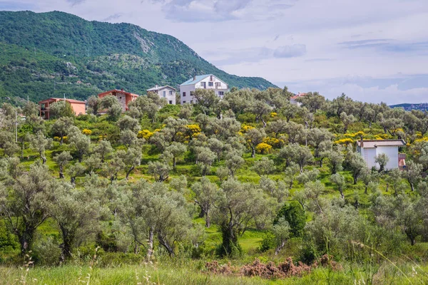 Celuga em Montenegro — Fotografia de Stock