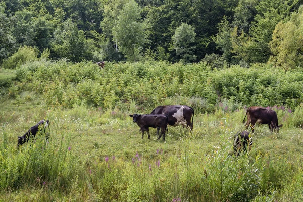 罗马尼亚的奶牛 — 图库照片