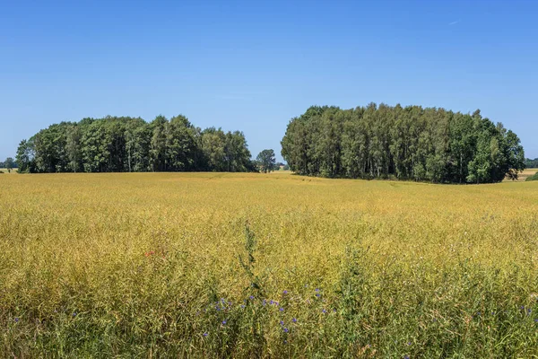 Field in Poland — Stock Photo, Image