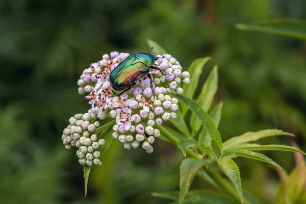 Käfer in Rumänien — Stockfoto