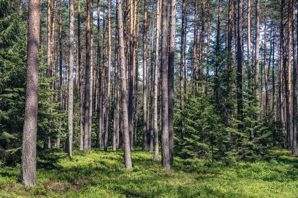 Foresta in Polonia — Foto Stock