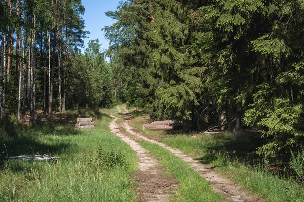 Δάσος στην Πολωνία — Φωτογραφία Αρχείου