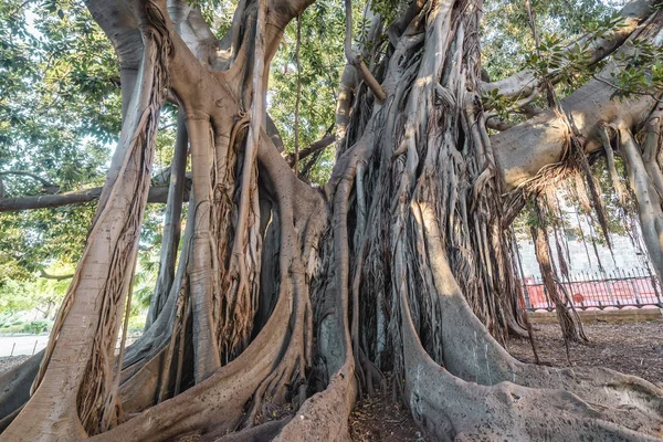 Ficus macrophylla in Palermo — Stock Photo, Image