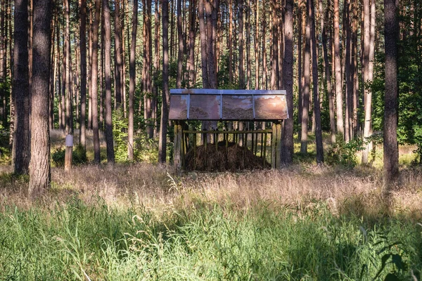 Bos in Polen — Stockfoto