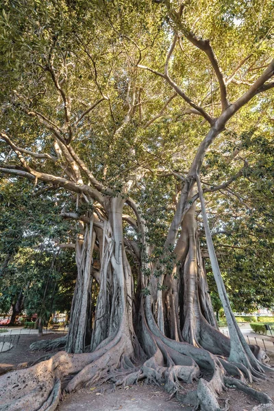 Ficus macrophylla w Palermo — Zdjęcie stockowe