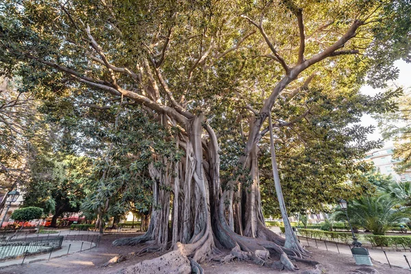 Ficus macrophylla w Palermo — Zdjęcie stockowe