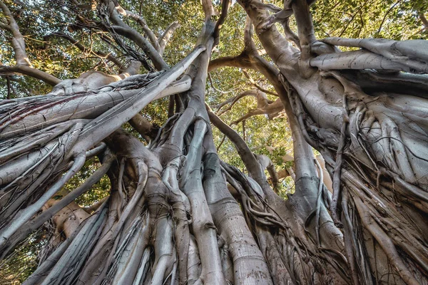 Ficus macrophylla in Palermo — Stock Photo, Image