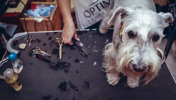 Warszawa Polen September 2008 Miniatyr Schnauzer Hund Professionell Hund Grooming — Stockfoto