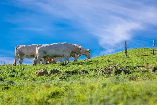 Grupo Vacas Pasto Aldeia Ubiarco Localizado Cantábria Espanha — Fotografia de Stock