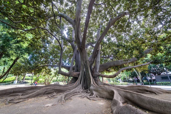 Branchy Moreton Bay Fig Bellini Garden Park Catania City Sicily — Stock Photo, Image