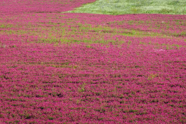 Grote Sulla Bloemen Veld Trapani Provincie Sicilië Autonome Regio Italië — Stockfoto