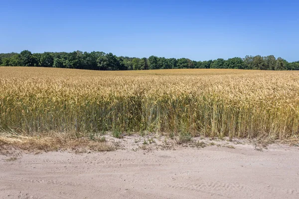 Campo Centeno Zona Rural Del Voivodato Pomerania Occidental Polonia — Foto de Stock