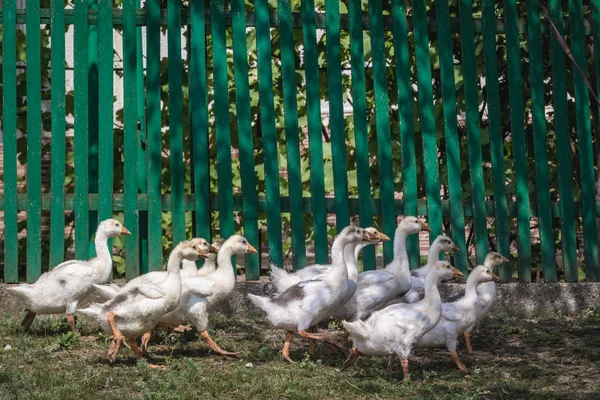 Flock Geese Road Stircea Village Large Polish Minority Moldova — Stock Photo, Image