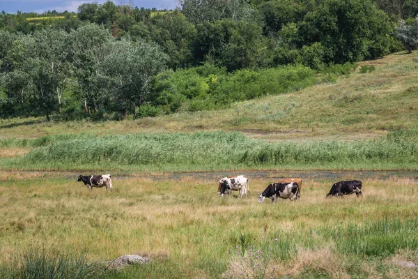 Krowy Pastwisku Miejscowości Stircea Dużą Mniejszością Polską Mołdawii — Zdjęcie stockowe