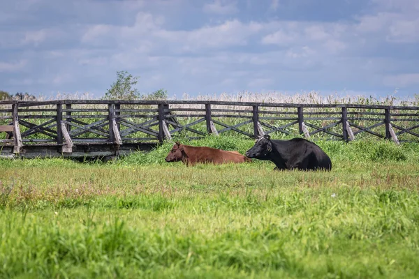 Vacas Junto Pasarela Turística Madera Pueblo Waniewo Región Podlasie Polonia —  Fotos de Stock