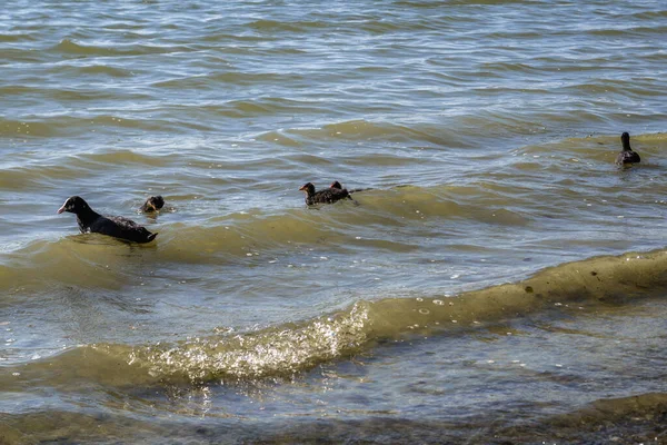 Birds Great Kierskie Lake Poznan City Poland — Stock Photo, Image