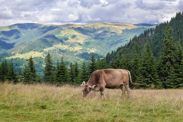 Vaca Rodna Montanhas Perto Borsa Cidade Roménia — Fotografia de Stock