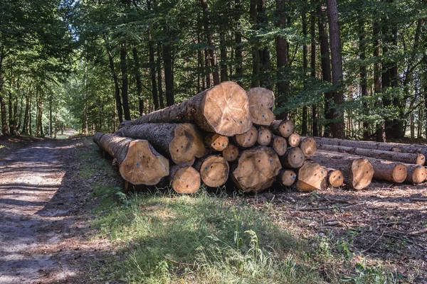 Madeira Lado Trilha Floresta Condado Walcz Voivodia Pomerânia Ocidental Polônia — Fotografia de Stock