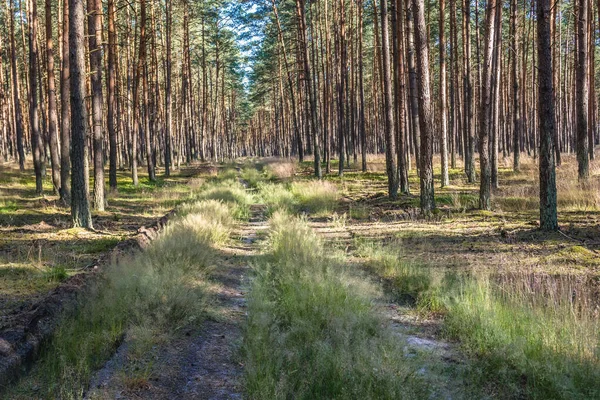 Лісова Стежка Поблизу Страчнюні Невелике Село Західне Померанське Воєводство Польщі — стокове фото