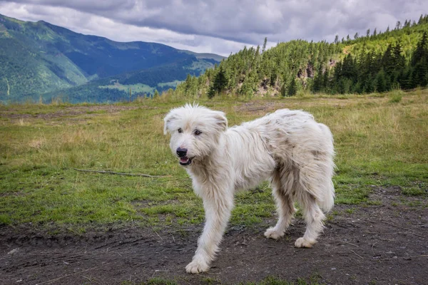Pies Łące Niedaleko Miasta Borsa Górach Rodna Rumunia — Zdjęcie stockowe