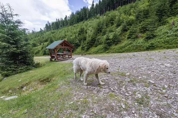 カサダ カイラーの隣にある羊の犬 ルーマニアのロドナ山脈国立公園に位置する滝 — ストック写真