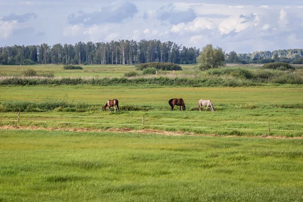 从波兰波德拉西州Dolistowo Stare村的一座桥上看Biebrza国家公园Biebrza河上方的草地上的马 — 图库照片