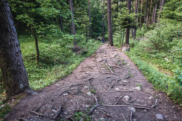 Jalan Hutan Taman Firdaus Slowakia — Stok Foto