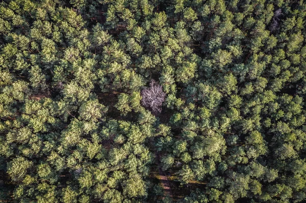 波兰马索维安风景公园的一架无人驾驶飞机上看到的绿树中的一棵干枯的树 — 图库照片
