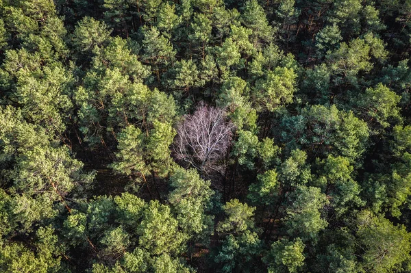 波兰马索维安风景公园的一架无人驾驶飞机上看到的绿树中的一棵干枯的树 — 图库照片