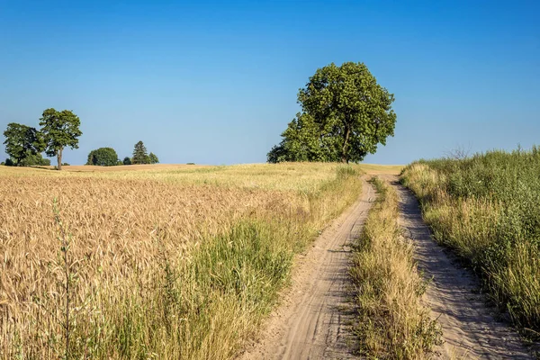 Route Des Poussières Dans Zone Rurale Comté Walcz Pologne — Photo